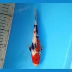 Kindai showa 20cm