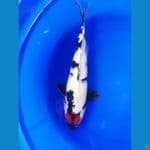 tc showa 37 m