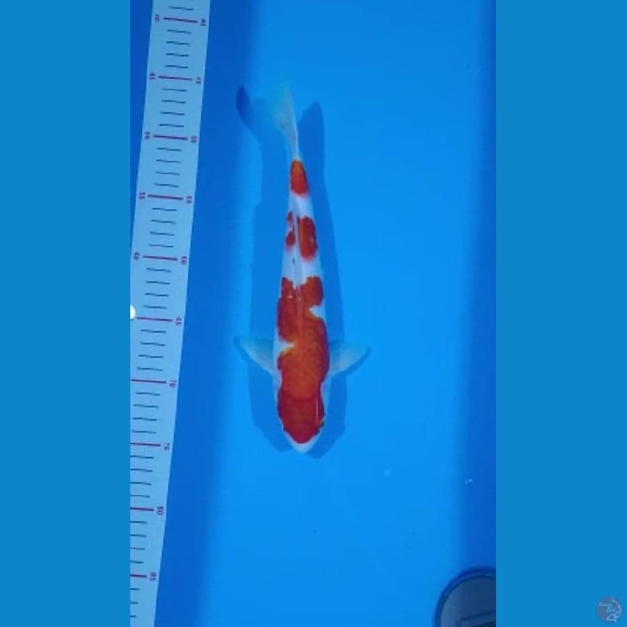 kohaku 28cm