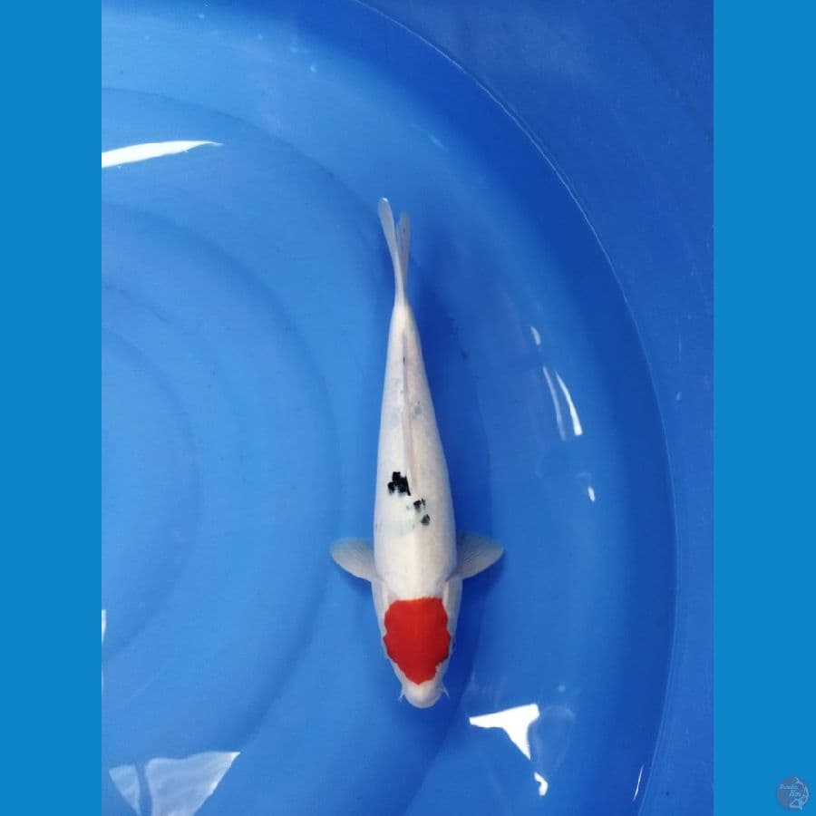TANCO SANKE # 33CM MALE