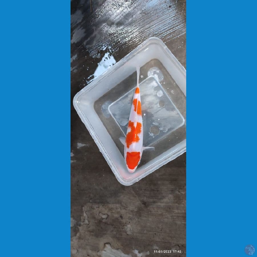 Kohaku-  22 cm 