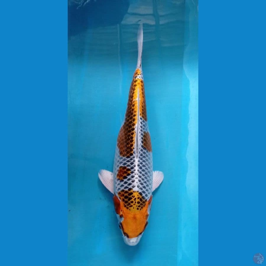 KAISAR KOI BLITAR - KUJAKU 37CM 