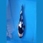 KAISAR KOI BLITAR - SHIRO BAHAN KEEPING 27CM