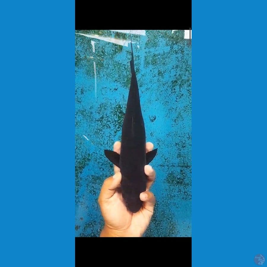 karasu