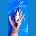 TANCO SHOWA 25 cm