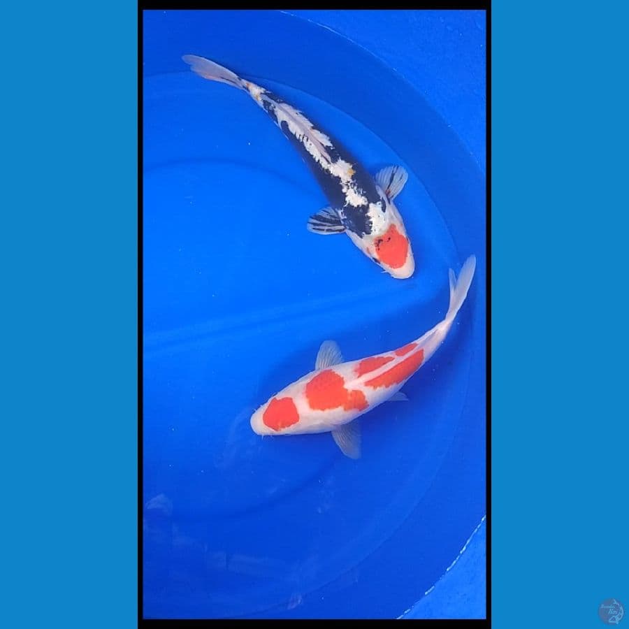 sk tc kumon + sb kohaku
