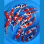original kohaku sanke 26-35cm 14ekor