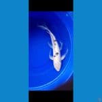 shiro kumpay