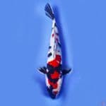 kindai showa 28cm male 