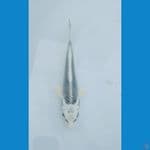 Matshuba 12cm