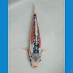Hot Shusui 28cm.