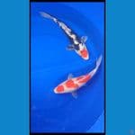 Sk mix koi