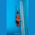 LELANG SOWA SHORD BODY 31 CM FML