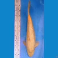 Karasi ginrin punuk 53cm