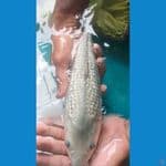 soragoi ginrin punuk 30cm