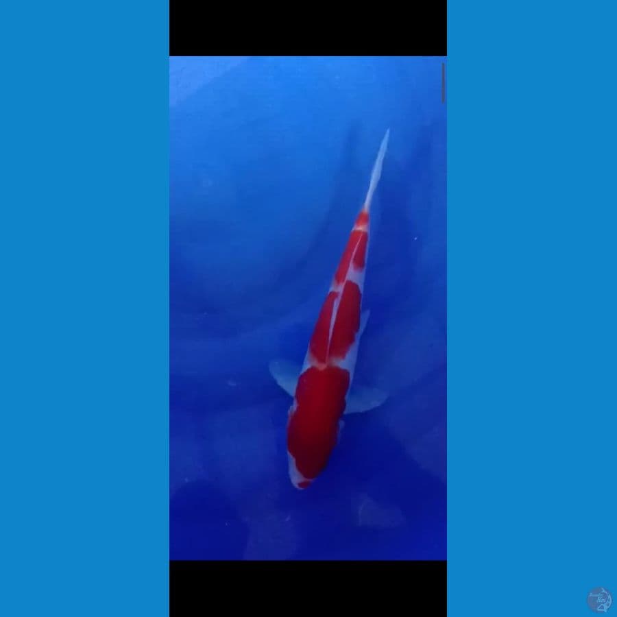kohaku kucibeni jantan 28cm