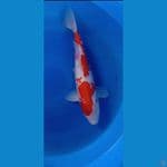 kohaku