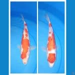 2 kohaku 30,33cm