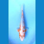 KOSHUI BOLLYWOOD 38+CM