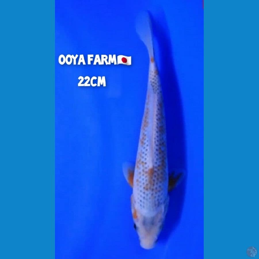 Asagi Ooya Koi Farm???????? 22cm