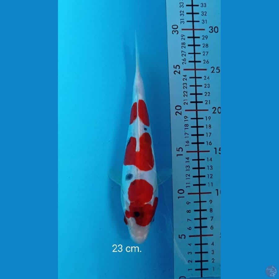 kawarimono 23 cm.