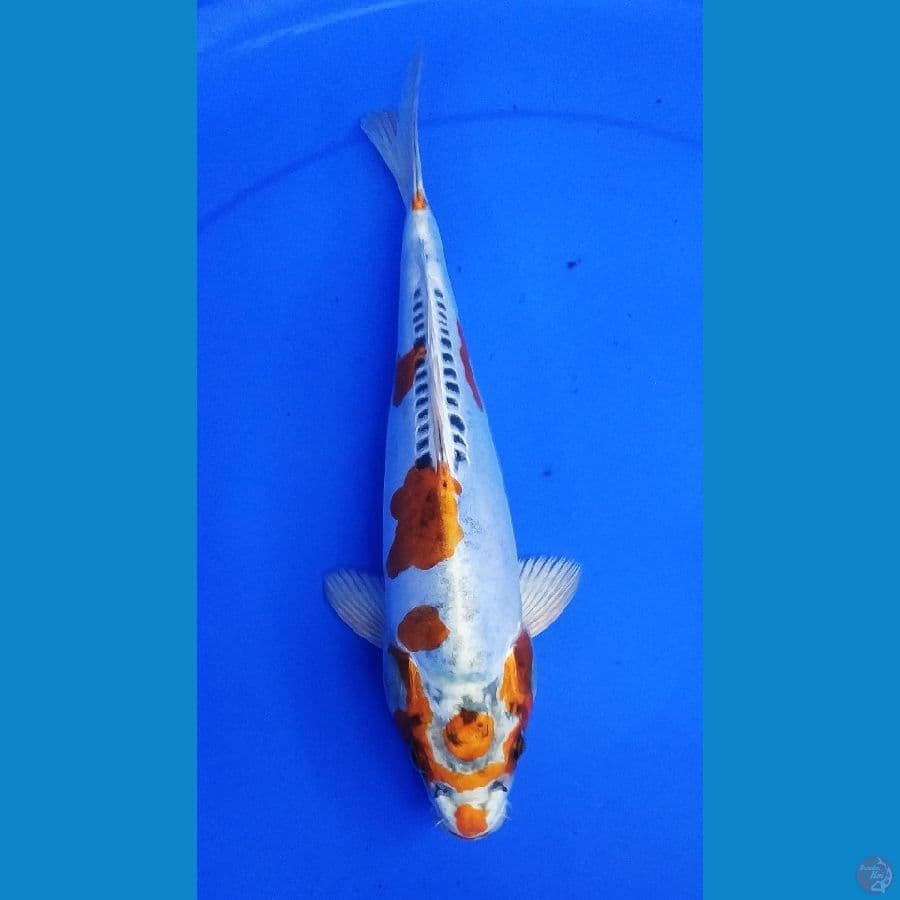 30cm, doitsu kujaku putih bersih pola halus 