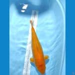 karsi manggo 45 cm