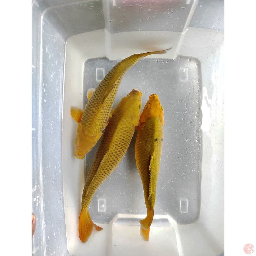 36-41 cm cagoi hiaju  bakat jumbo
