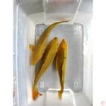 36-41 cm cagoi hiaju  bakat jumbo