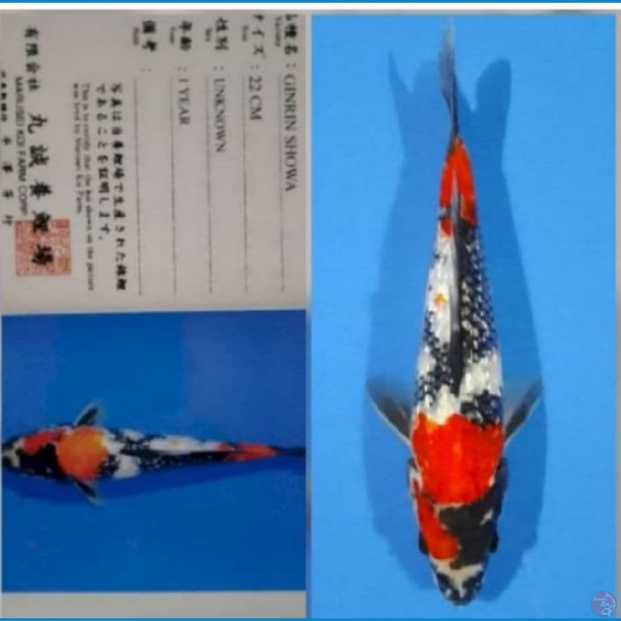 Showa Ginrin Marusei 30 cm serti