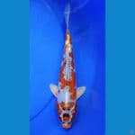 Mk2-28cm, kikokuyu super antik