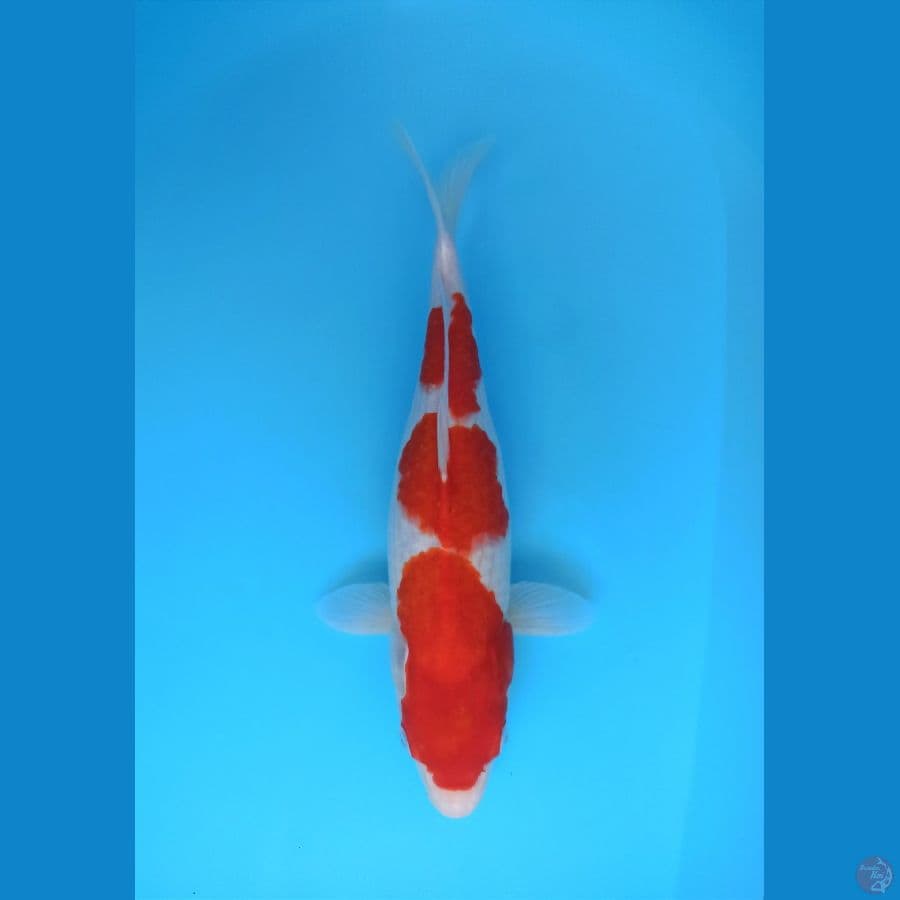 KOHAKUBSANDAN BULKY 39+CM