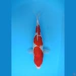KOHAKUBSANDAN BULKY 39+CM