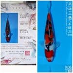 sanke sakai serti 35 bu
