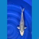 soragoi 41cm  male 