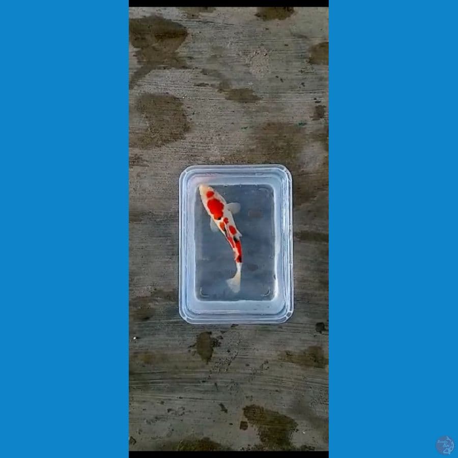 Sanke