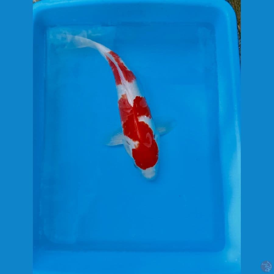 red kohaku 25cm 