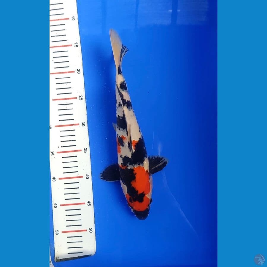 showa 34cm male 