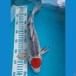 Tancho 35 cm Male