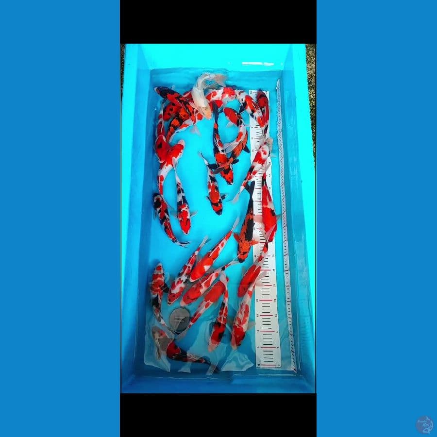 hq 28ekor 26-33cm