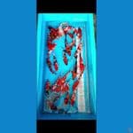 hq 28ekor 26-33cm