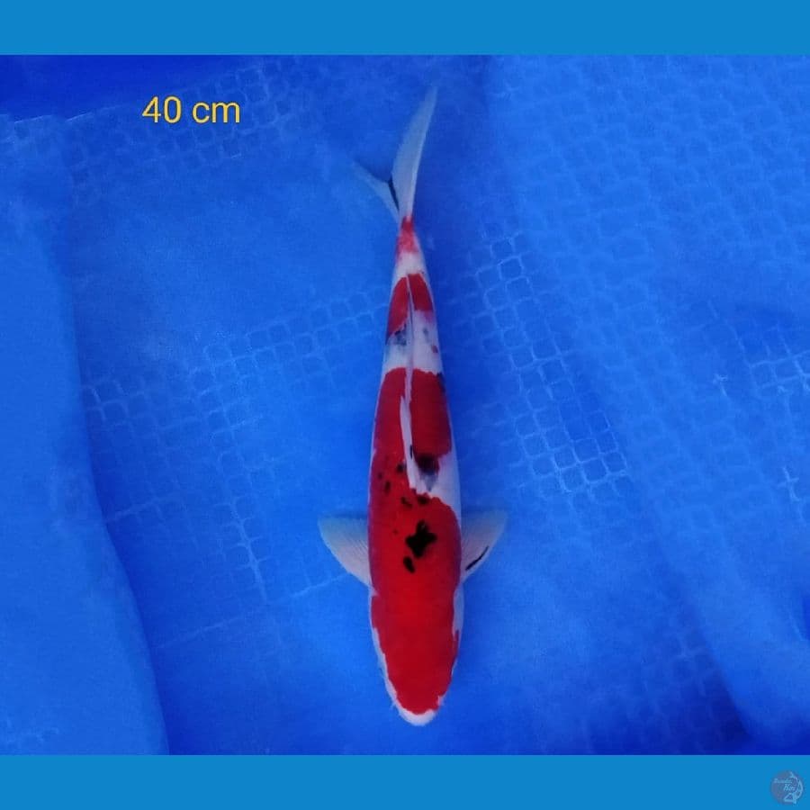sanke 40 cm