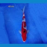 sanke 40 cm