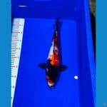 showa#03 38cm