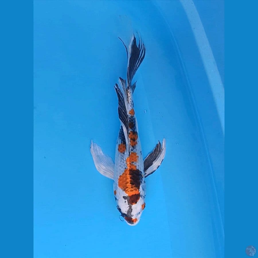KUMPAY KIN SHOWA LIMITED 34CM