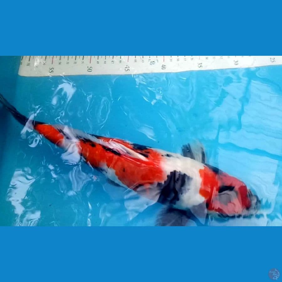 showa 32CM