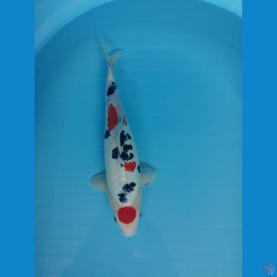 maruten sanke doitsu