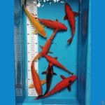 20-27cm mix karashi, benigoi, kawari