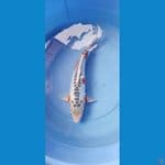 Shusui F1