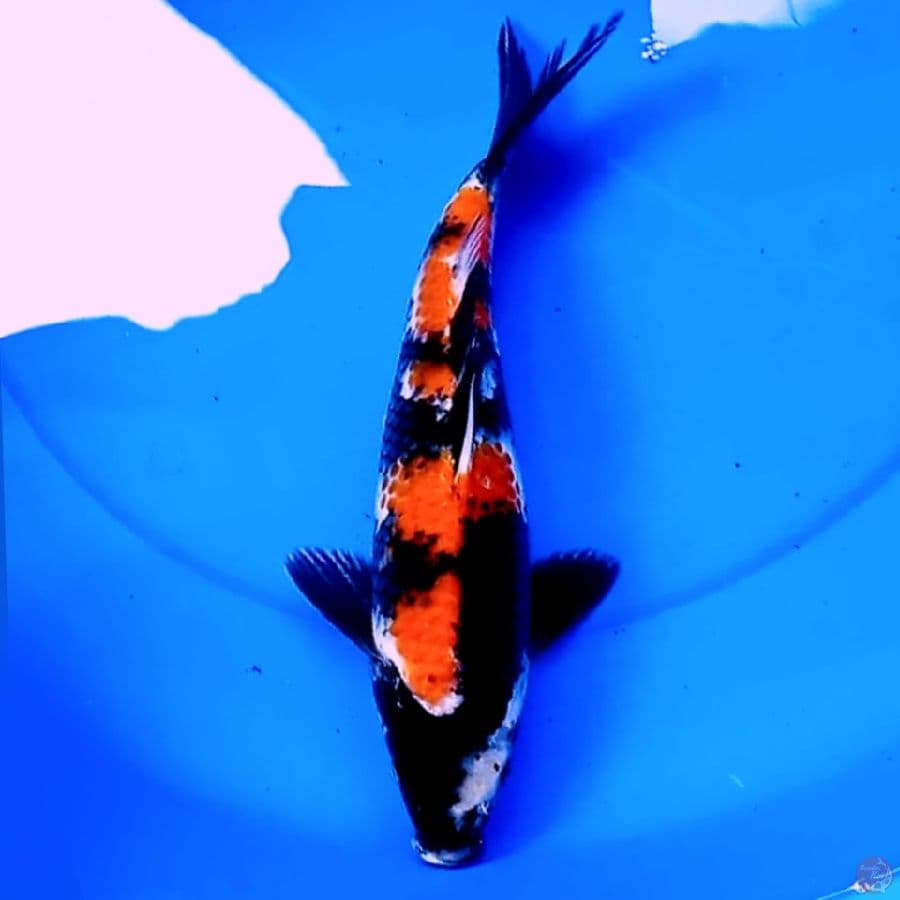 31cm SHOWA SANSHOKU